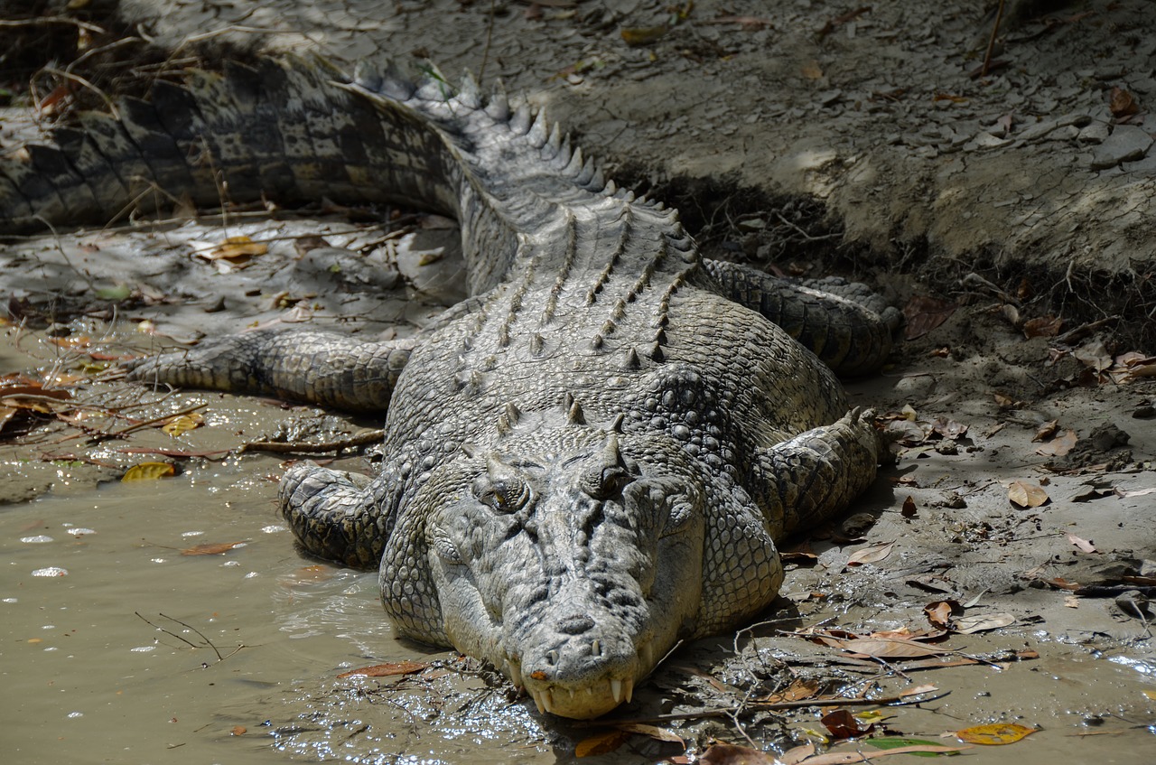 saltwater crocodile  estuarine  ginga free photo