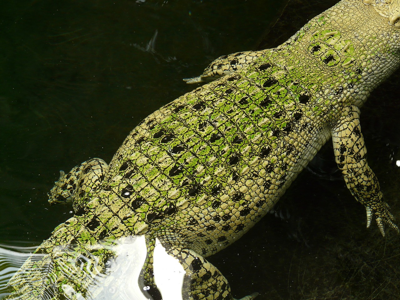saltwater crocodile crocodile reptile free photo