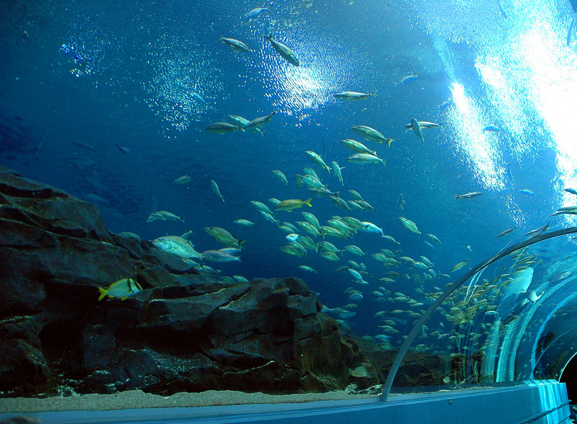 aquarium species indoors free photo