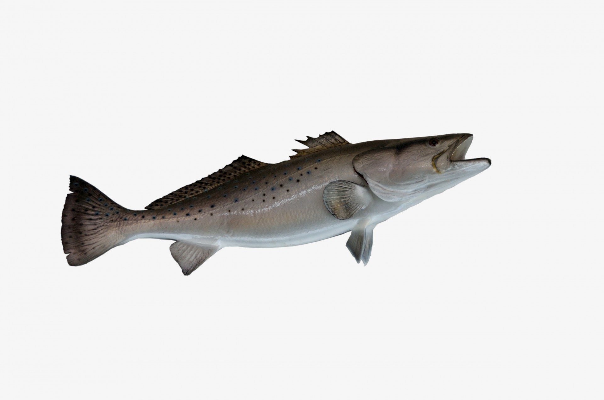 saltwater sea trout fish free photo