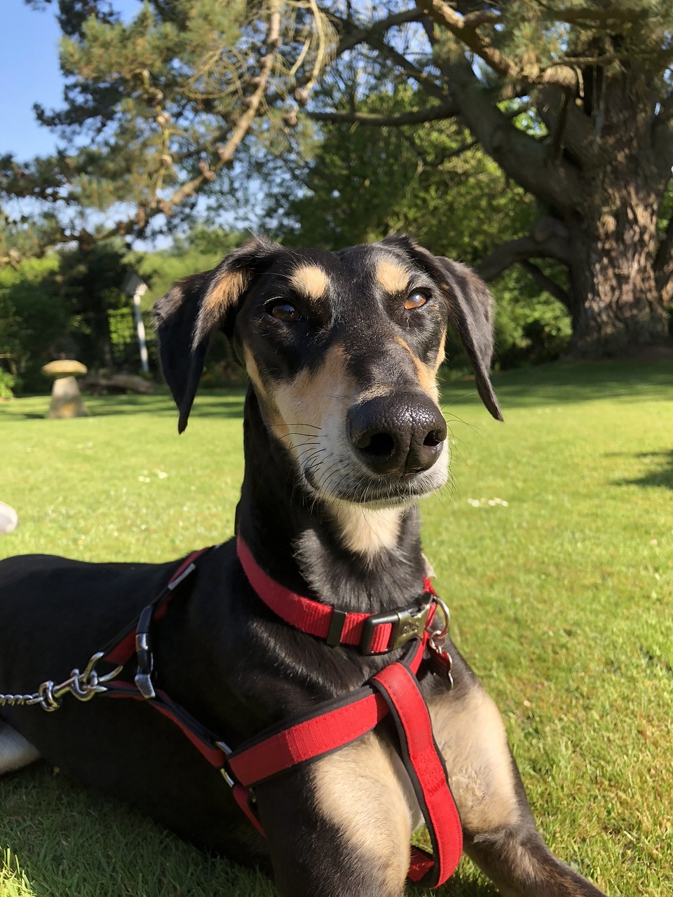 saluki  dog  canine free photo