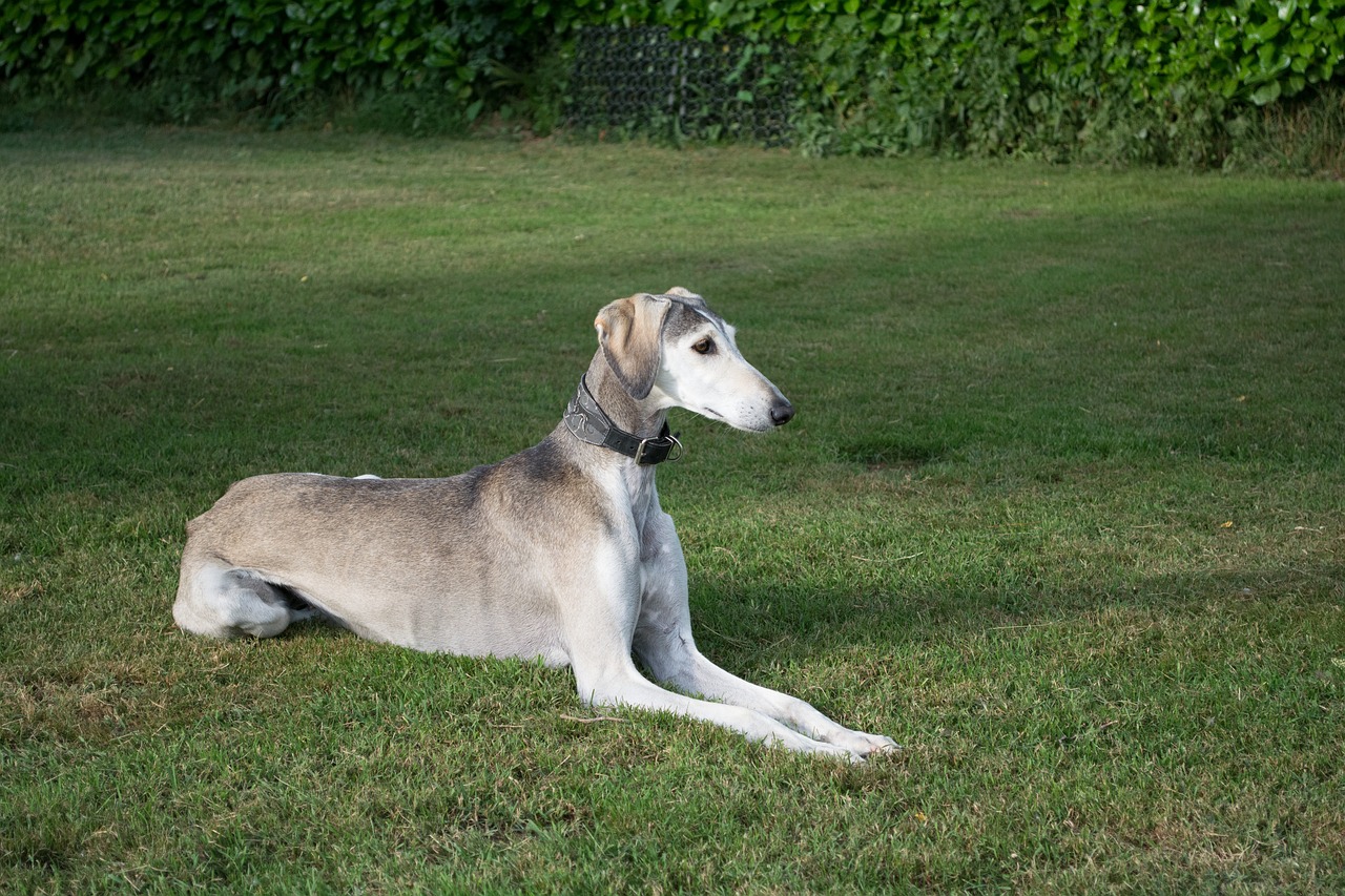 saluki  persian greyhound  dog free photo