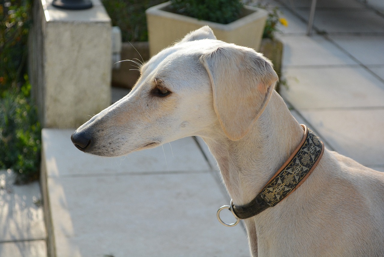 saluki  persian greyhound  dog free photo