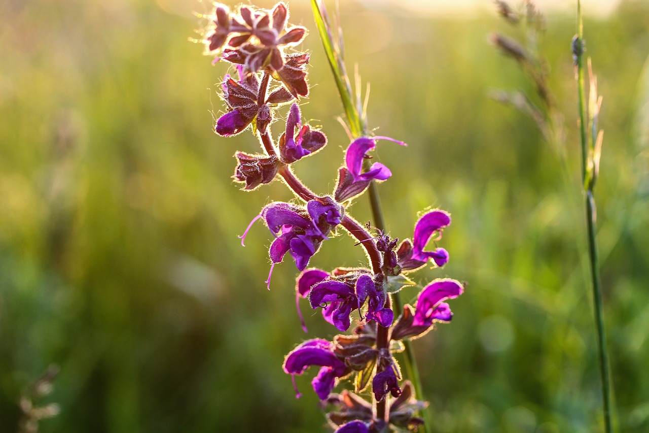 salvia purple flower meadow free photo