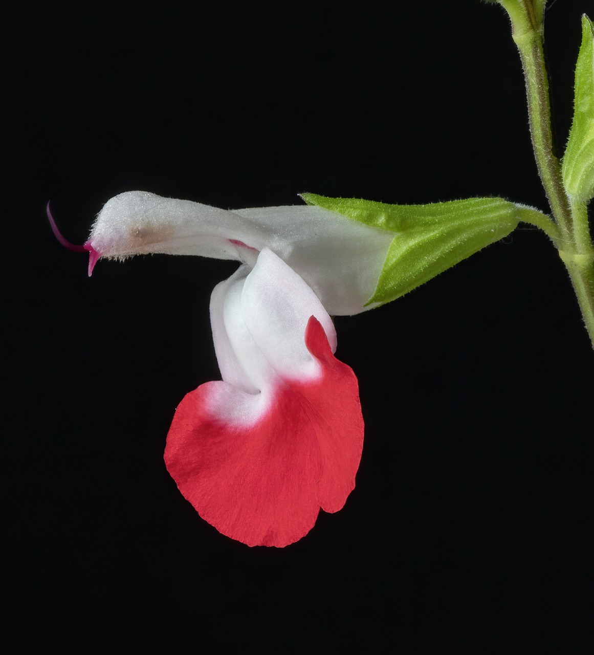 salvia  flower  hotlips free photo