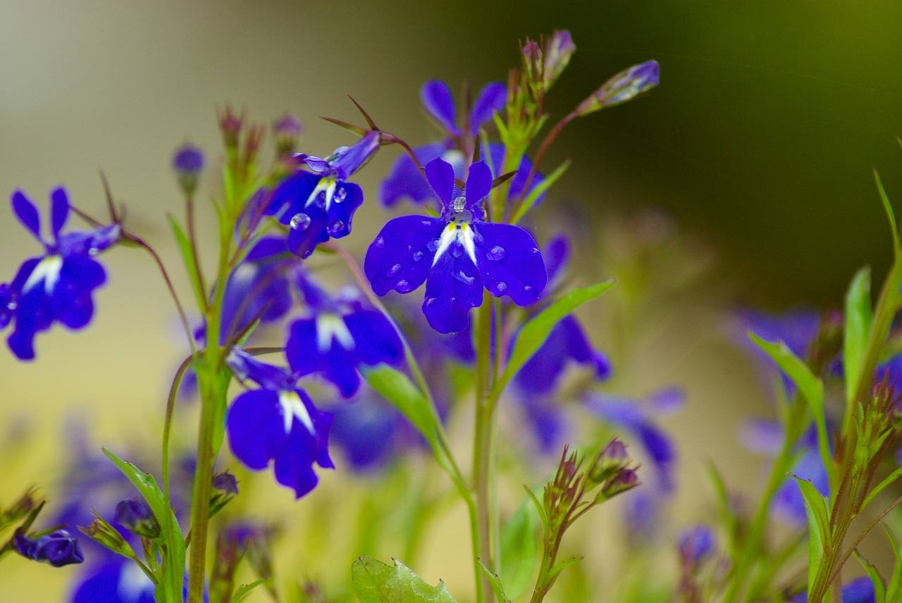 salvia flowers blue flowers free photo