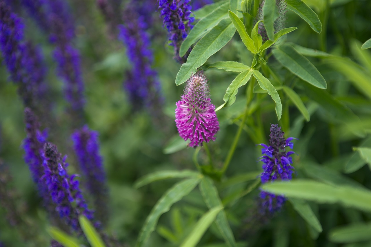 salvia flowers pink free photo