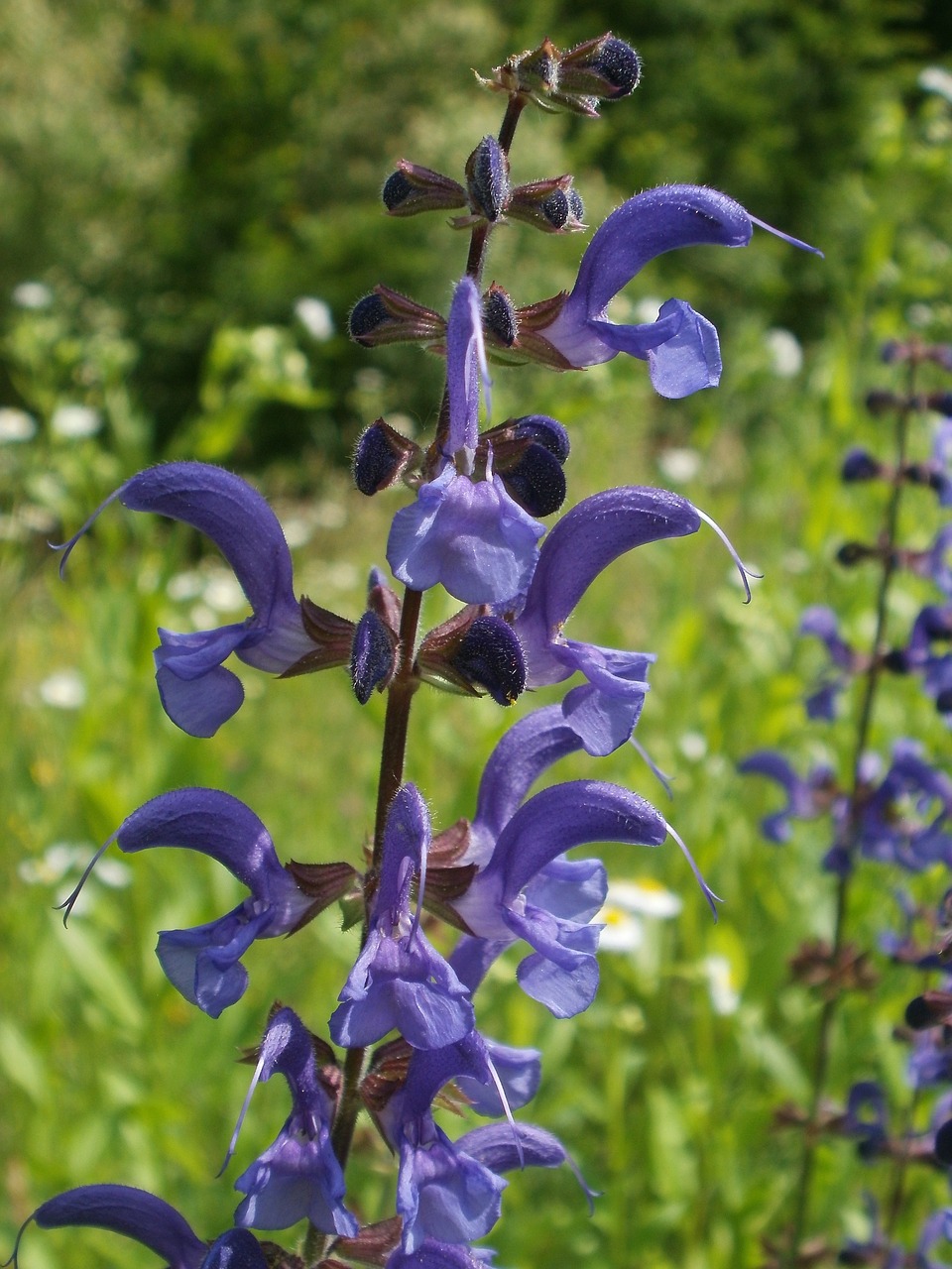 salvia pratensis lamiaceae meadow sage free photo