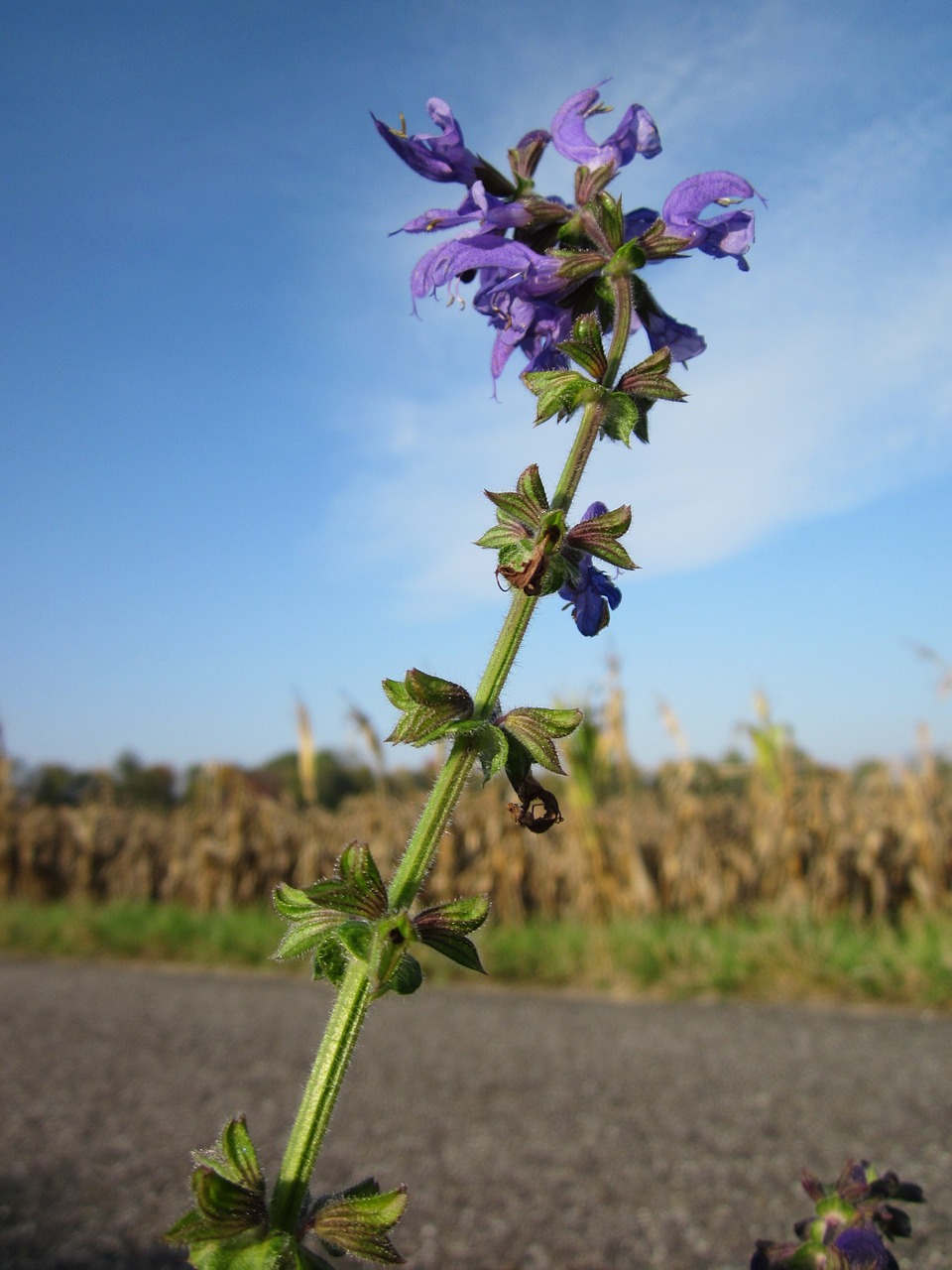 Salvia pratensis,meadow clary,meadow sage,wildflower,flora - free image ...