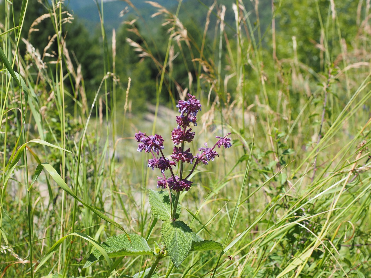 salvia verticillata sage flowers free photo