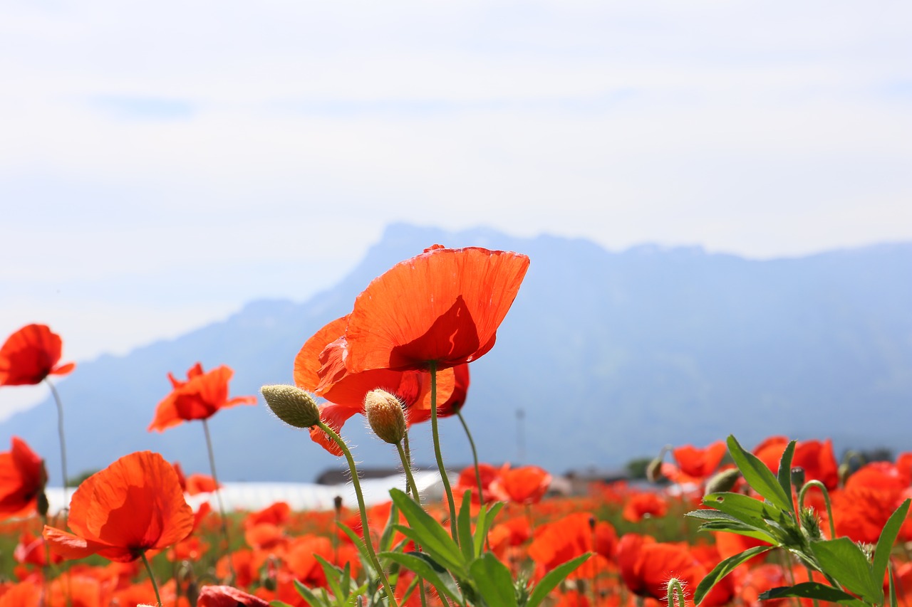 poppy unterberg austria free photo