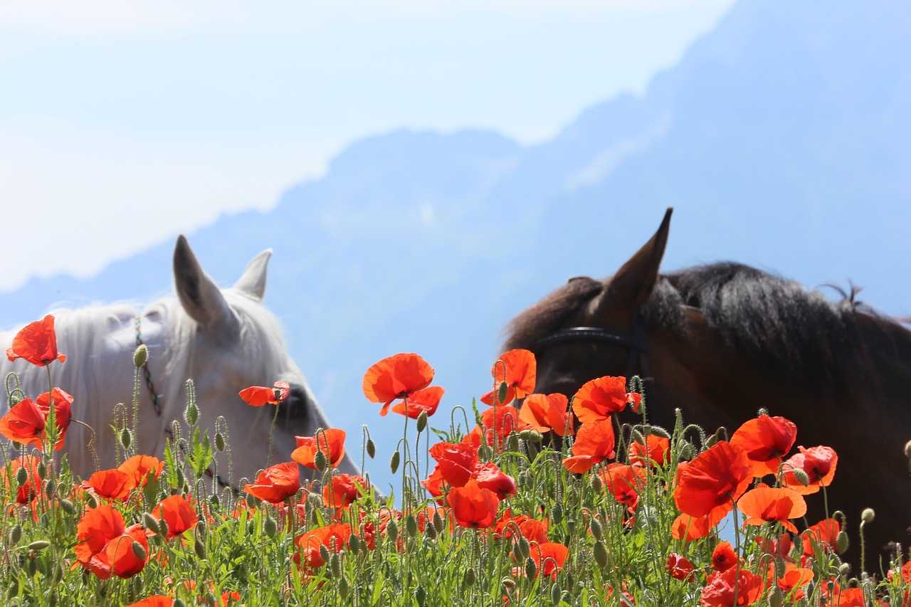 horses poppy austria free photo