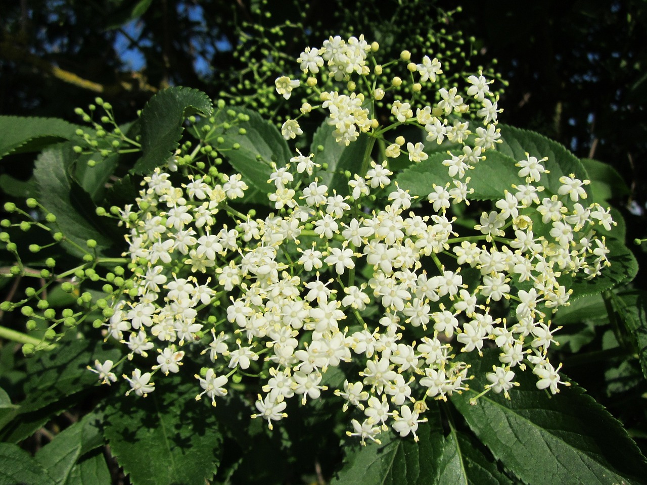 sambucus nigra elder elderberry free photo