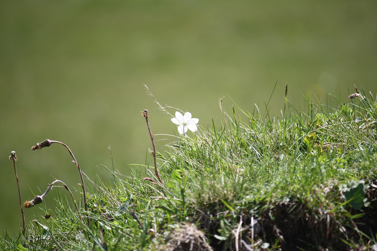 same meadow flower free photo