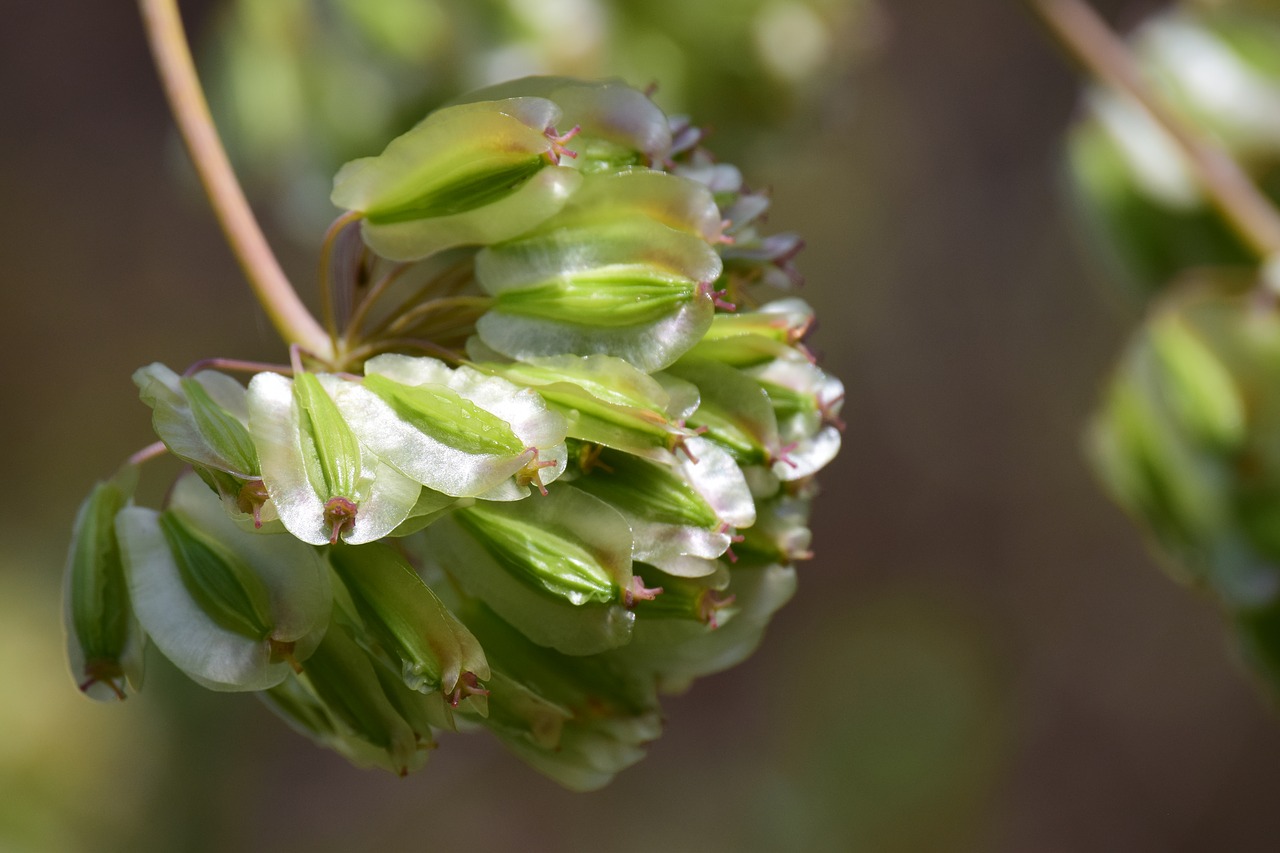 same  fennel  wild fennel free photo