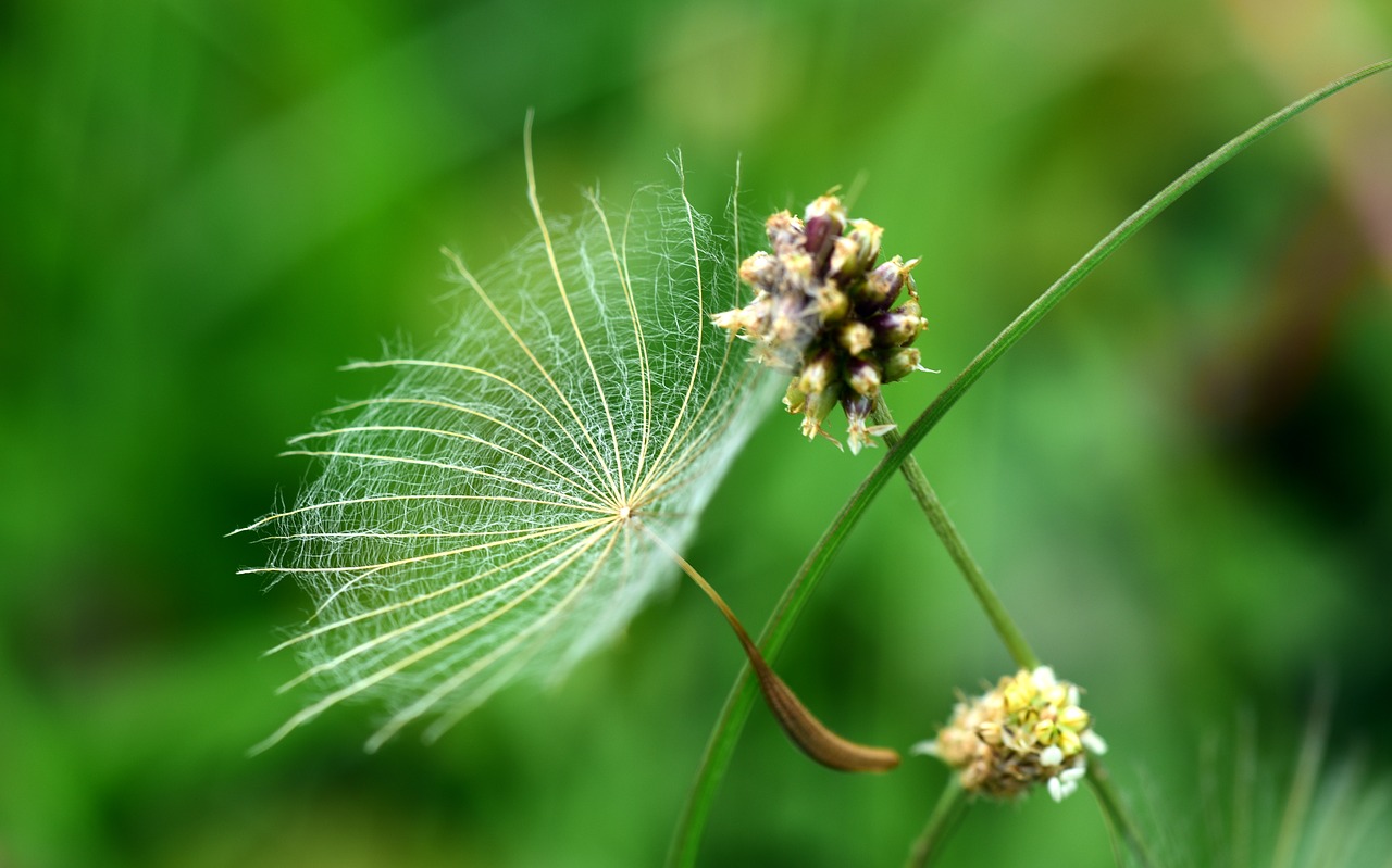 same  flugsame  close up free photo