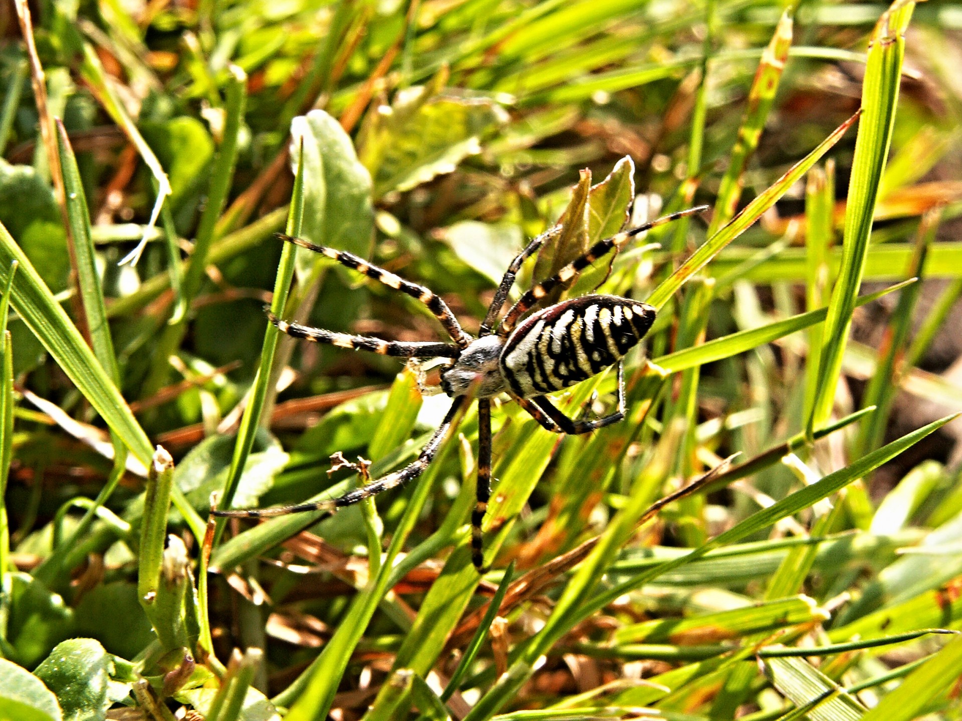 spider crusader striped free photo