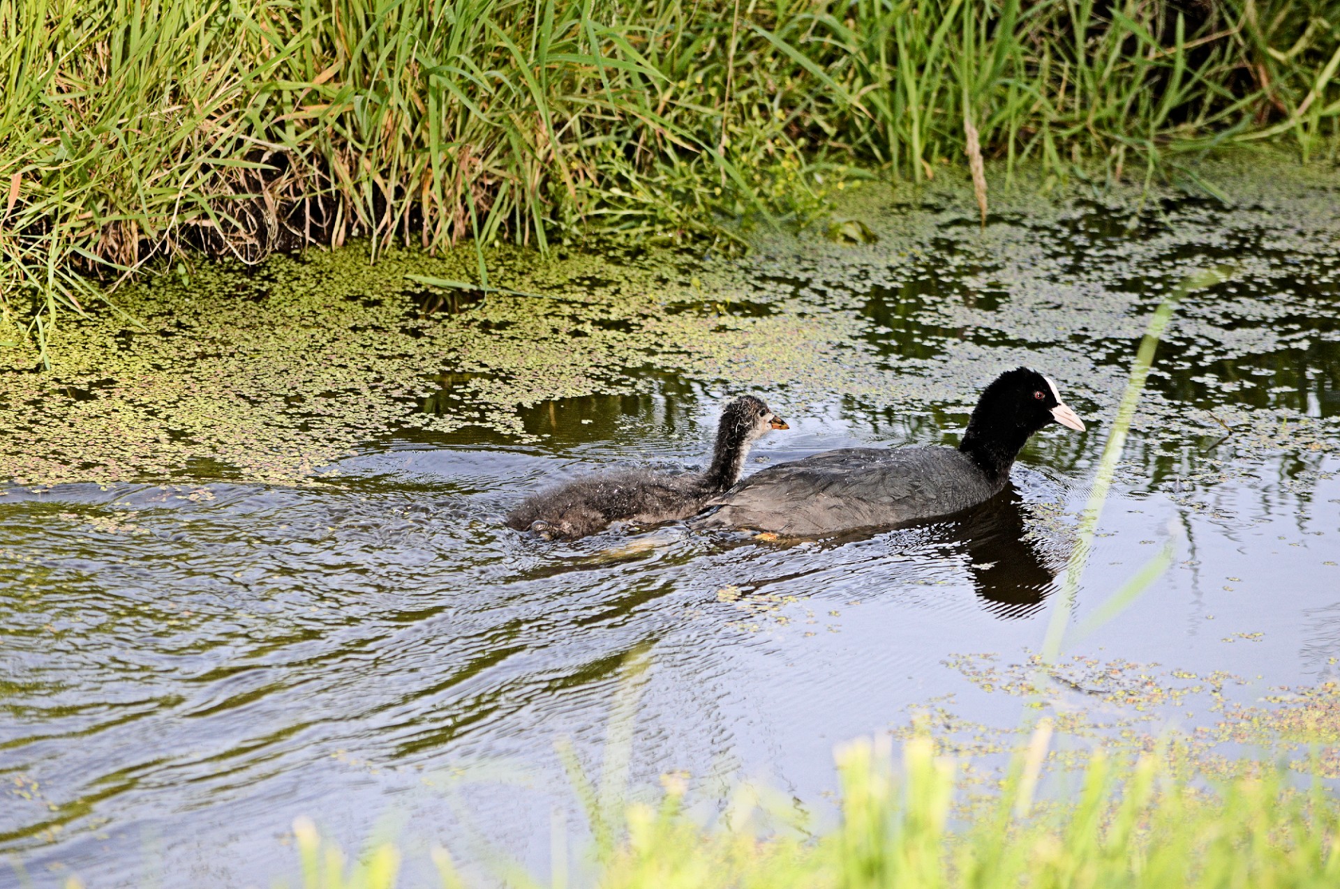 coot water bird bird free photo