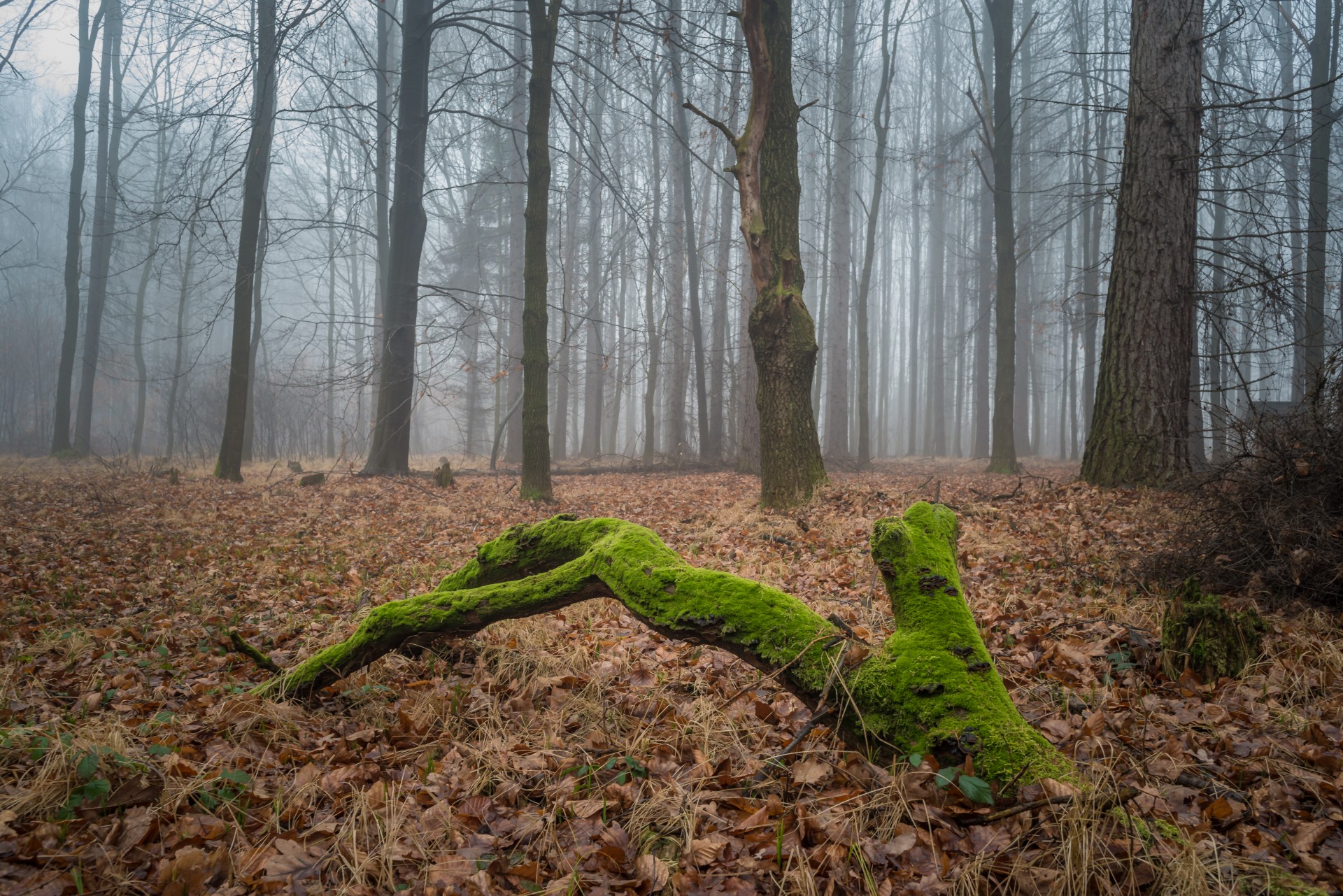 forest moss nature free photo