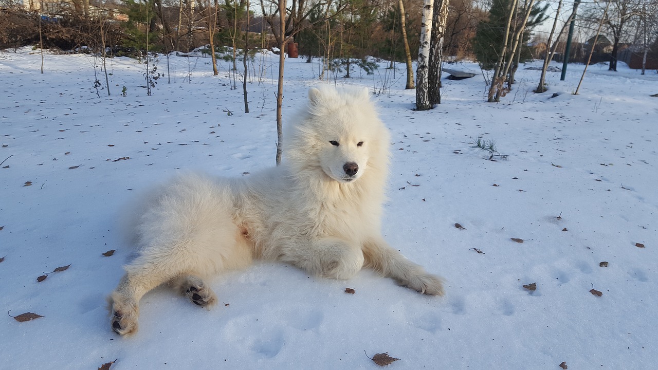 samoyed winter dog free photo