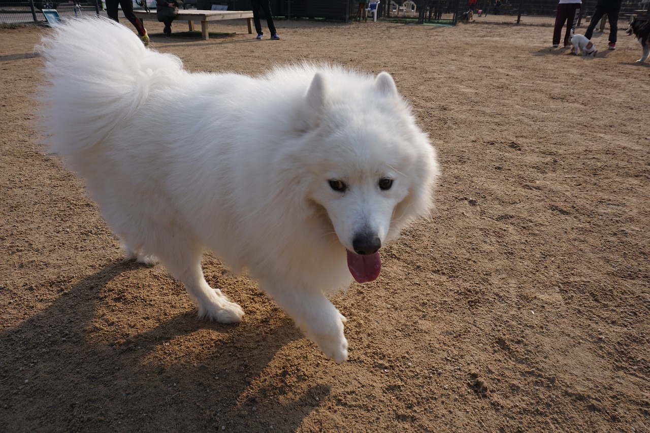 samoyed walk with white puppy free photo
