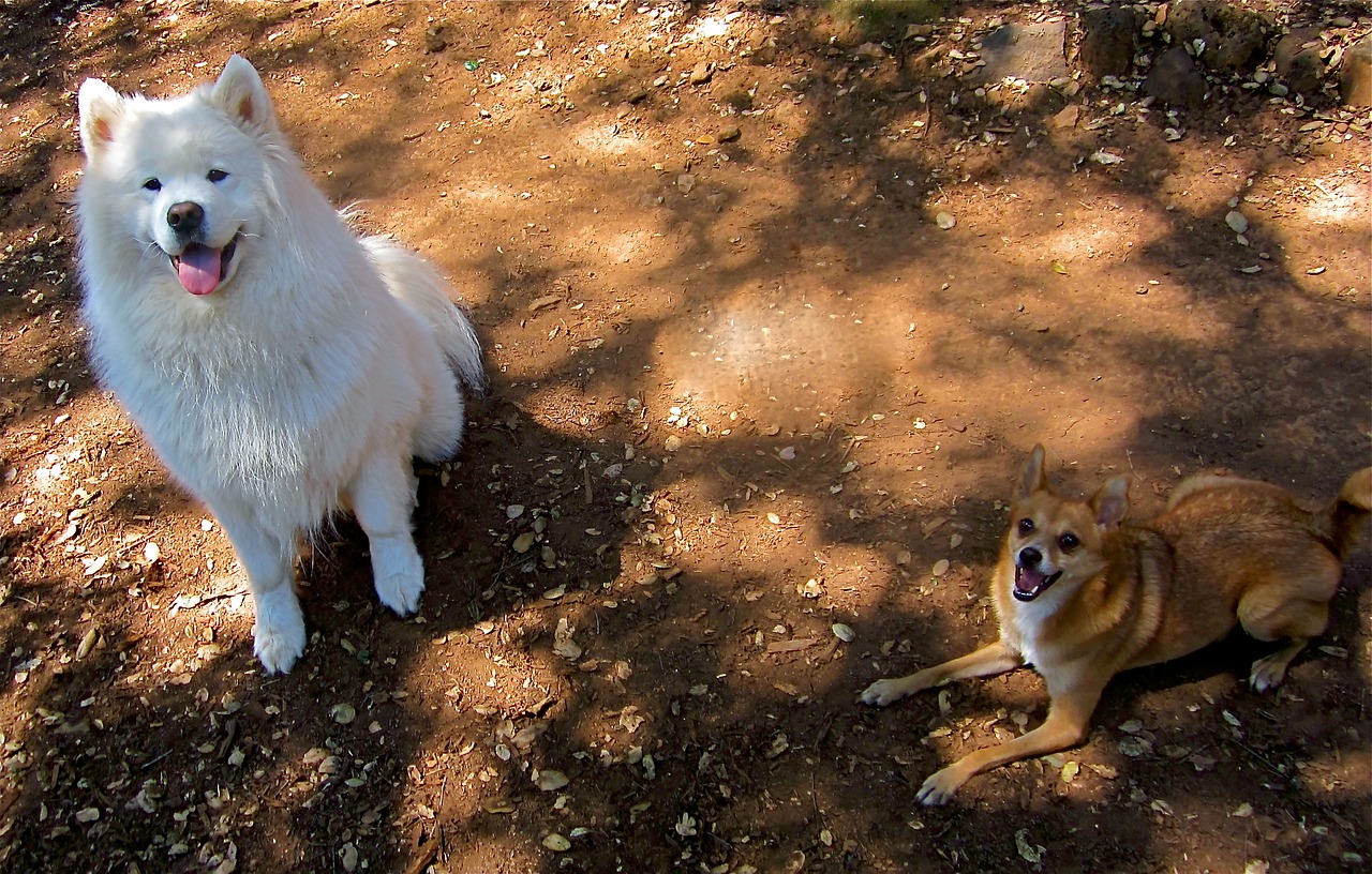 samoyed chijuajua dogs free photo