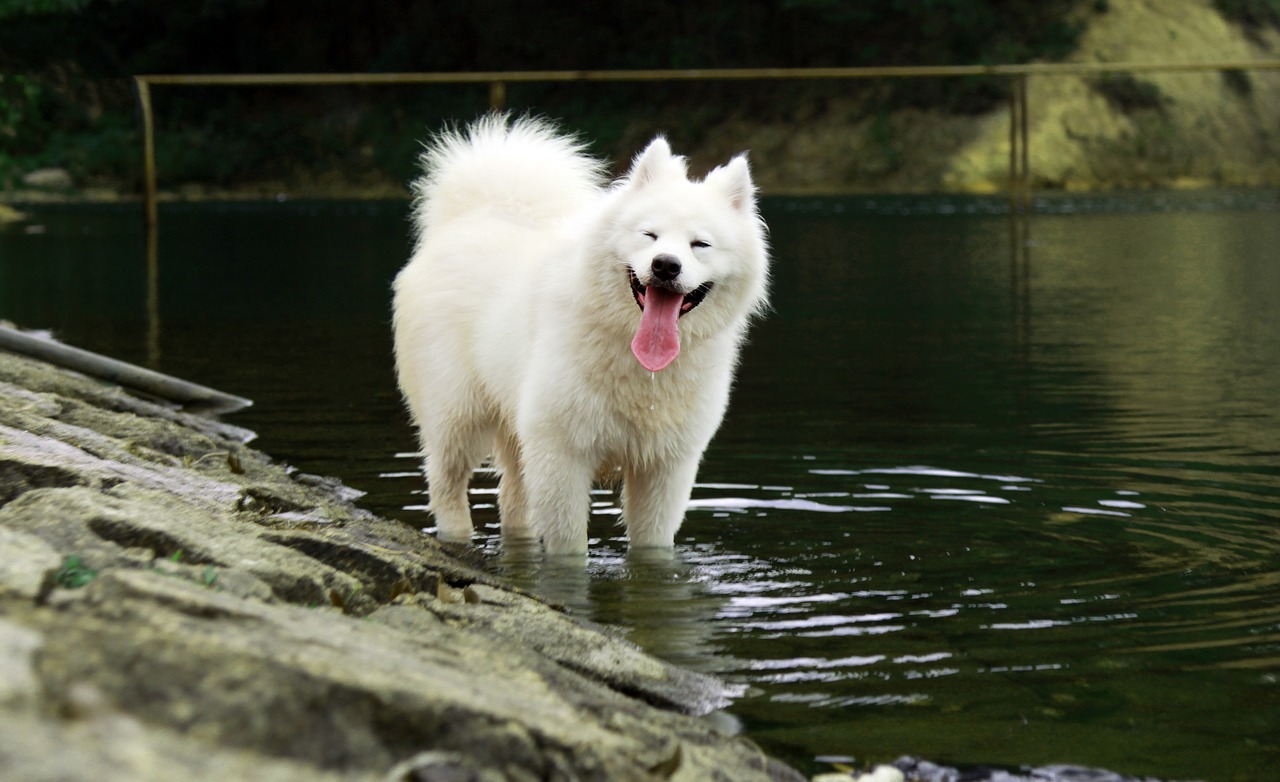 samoyed pets sled dogs free photo