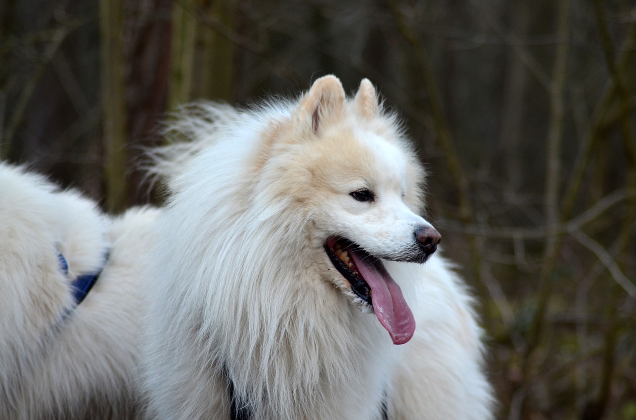 samoyed  dog  pet free photo