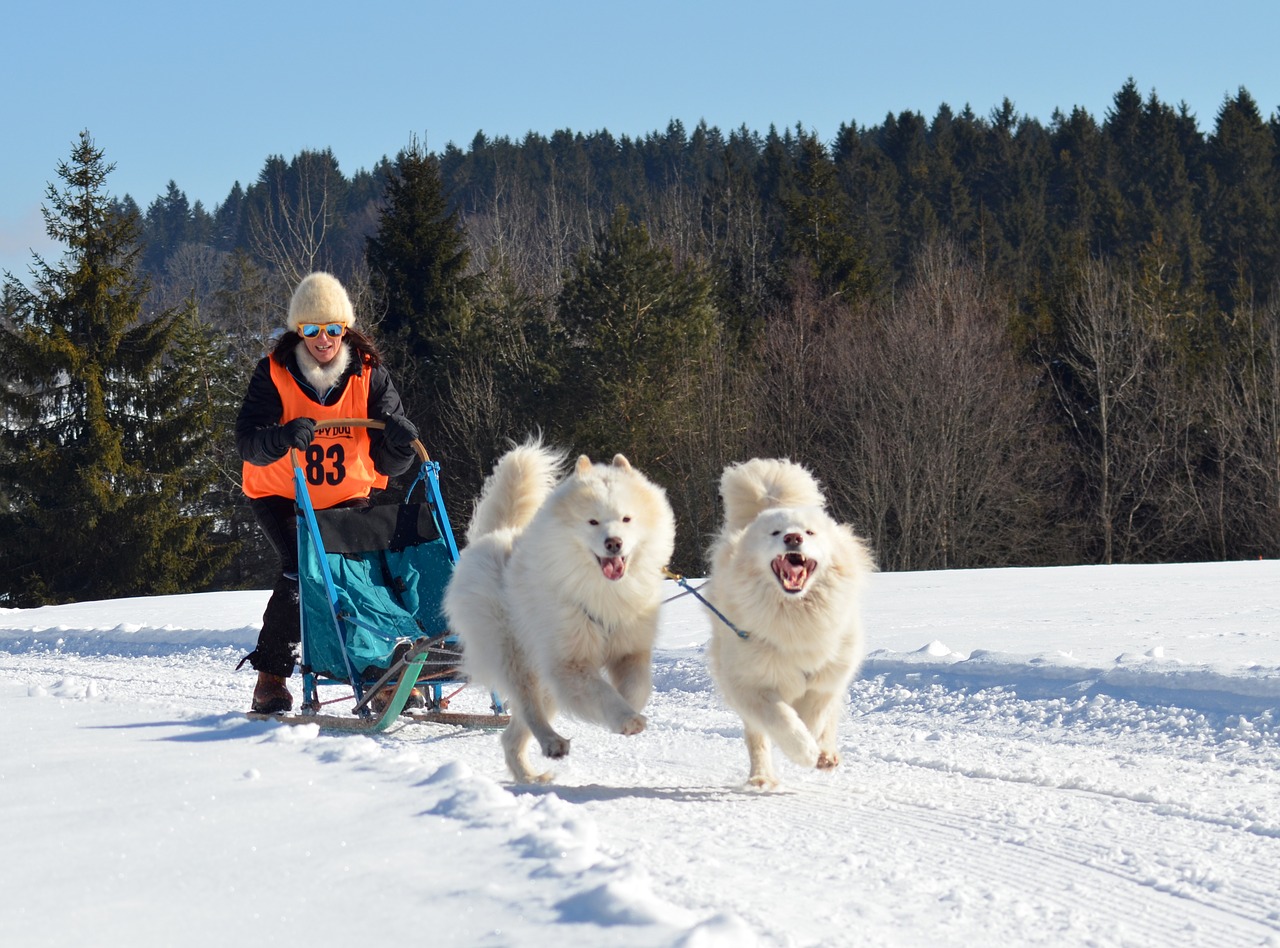 samoyed  dog  sled dog free photo