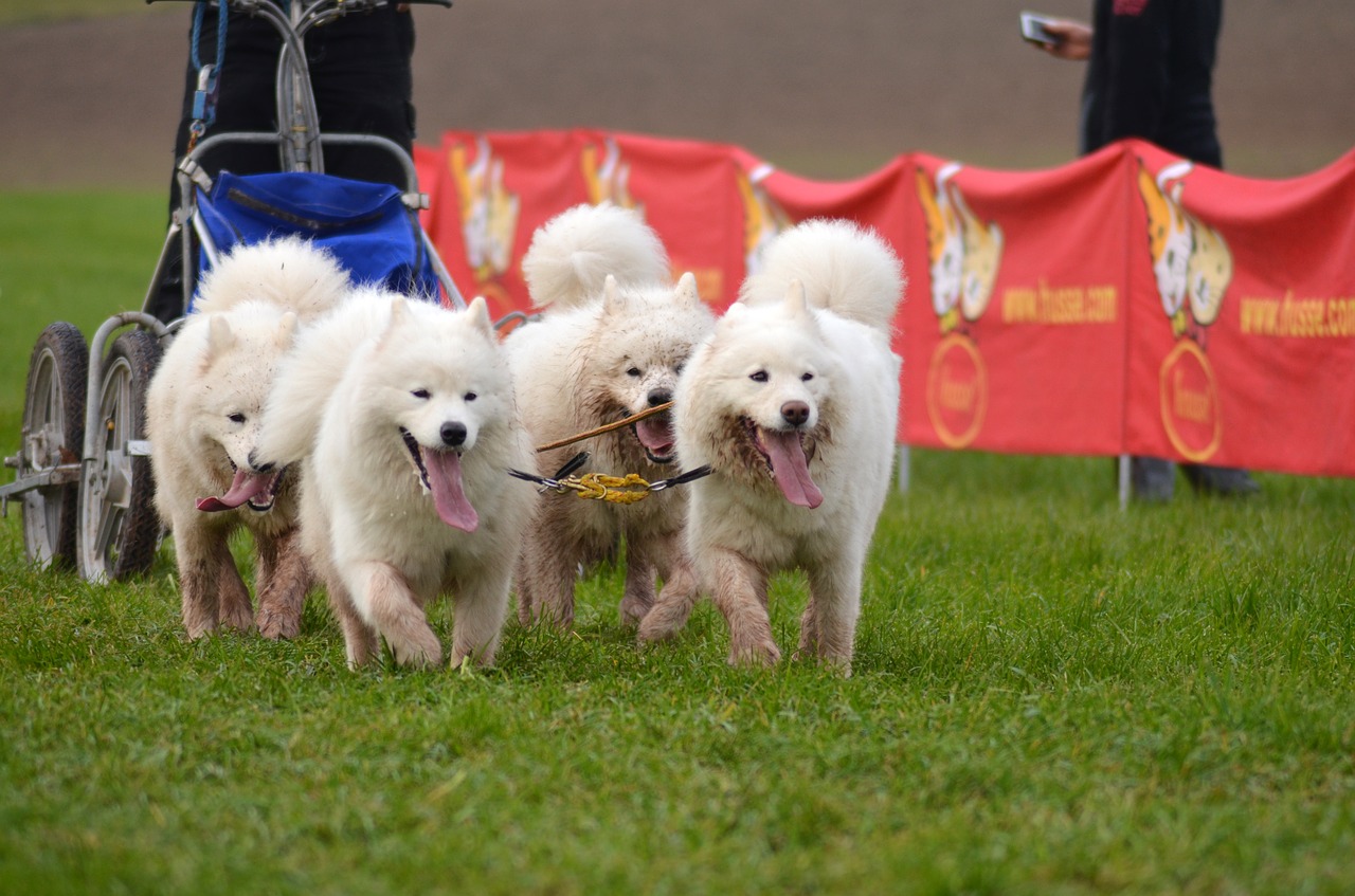 samoyed  sled dog  snow dog free photo