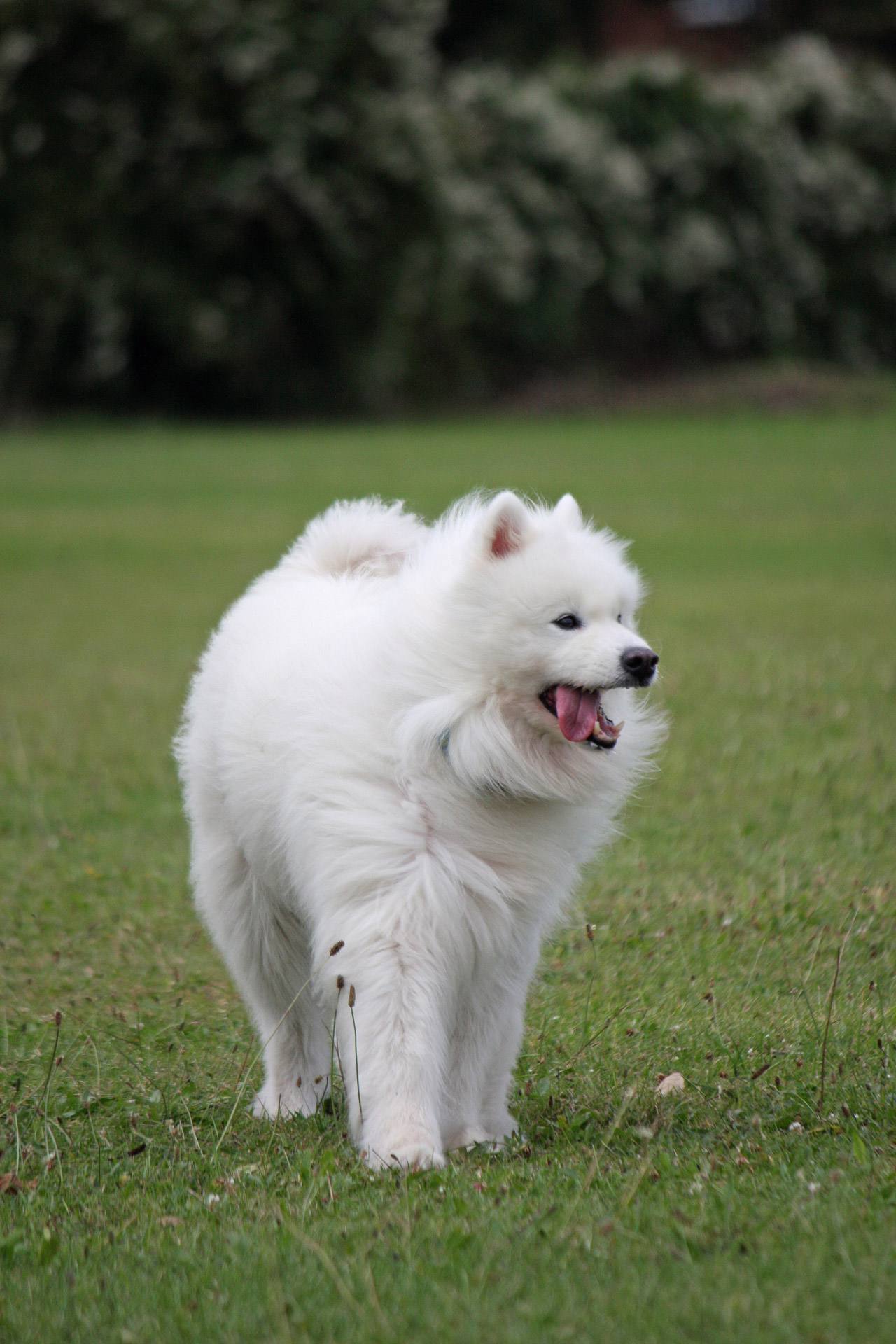 samoyed dog white free photo
