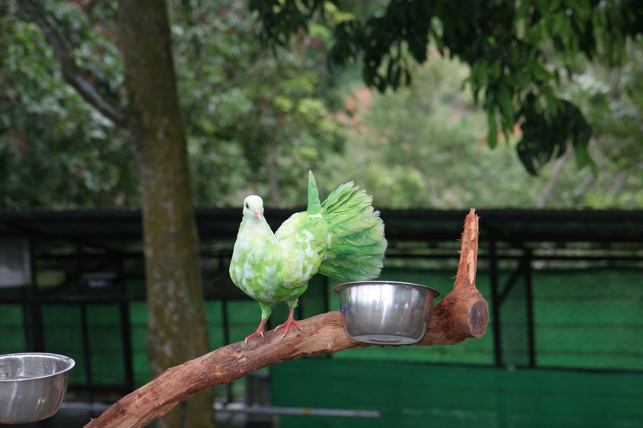 samui paradise park green pigeon free photo