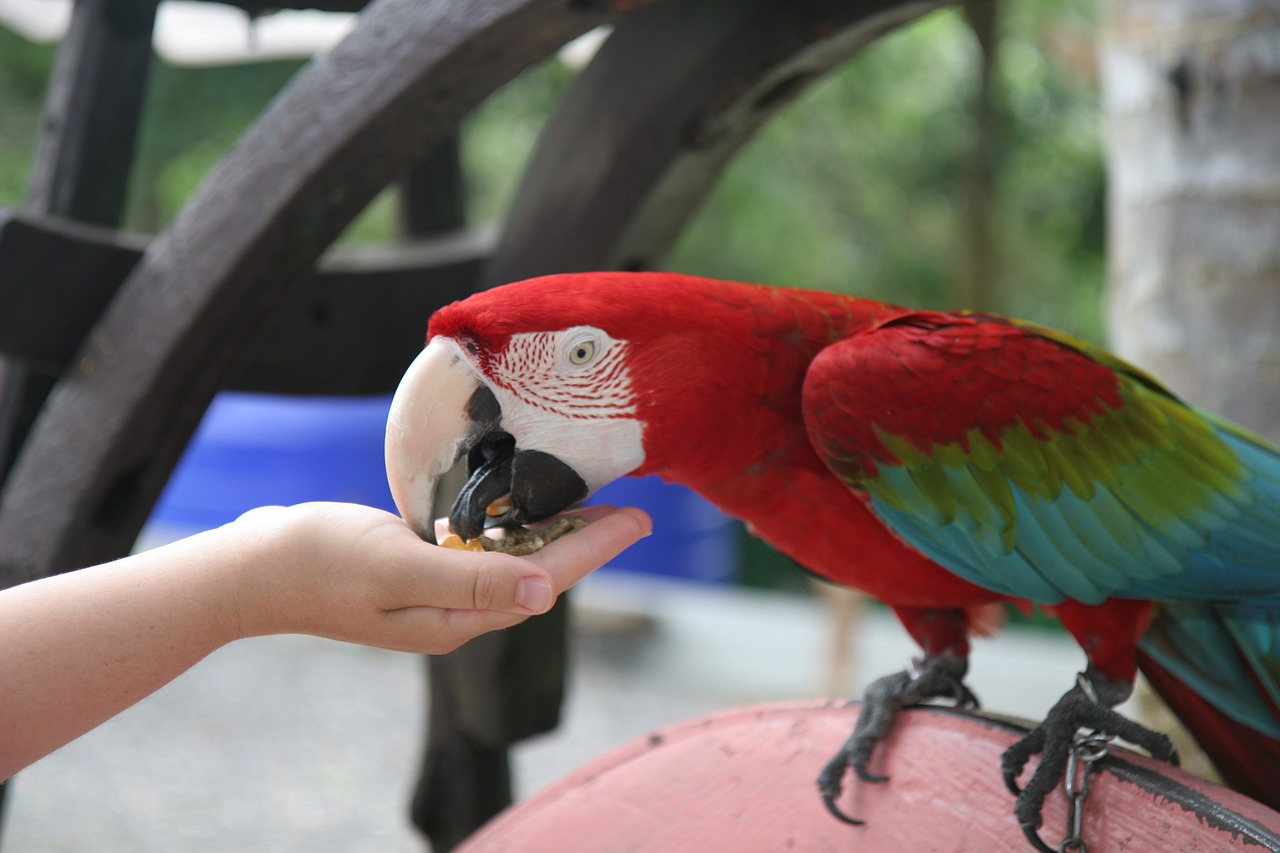 samui ban thai parrot free photo
