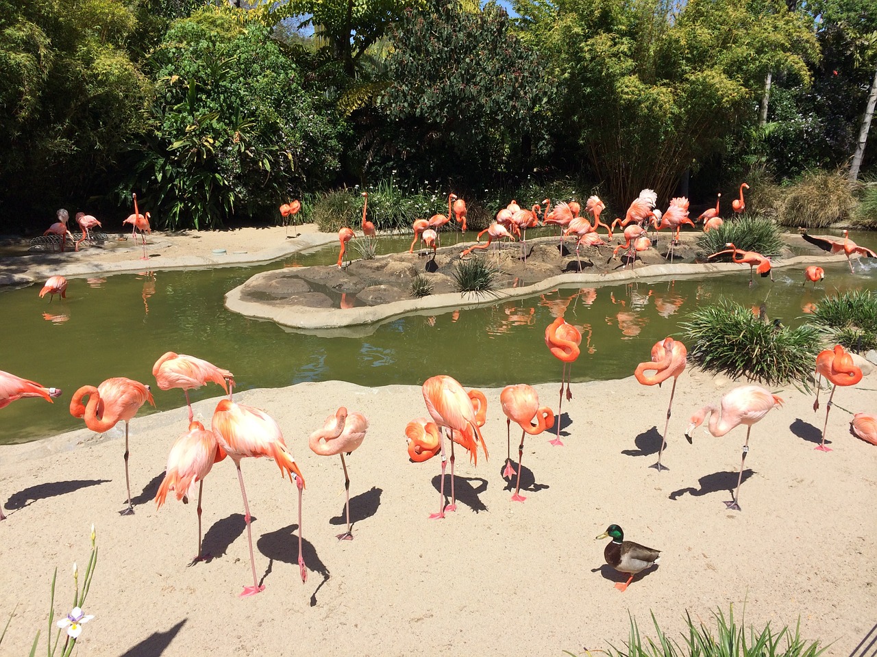 san diego flamingo water free photo