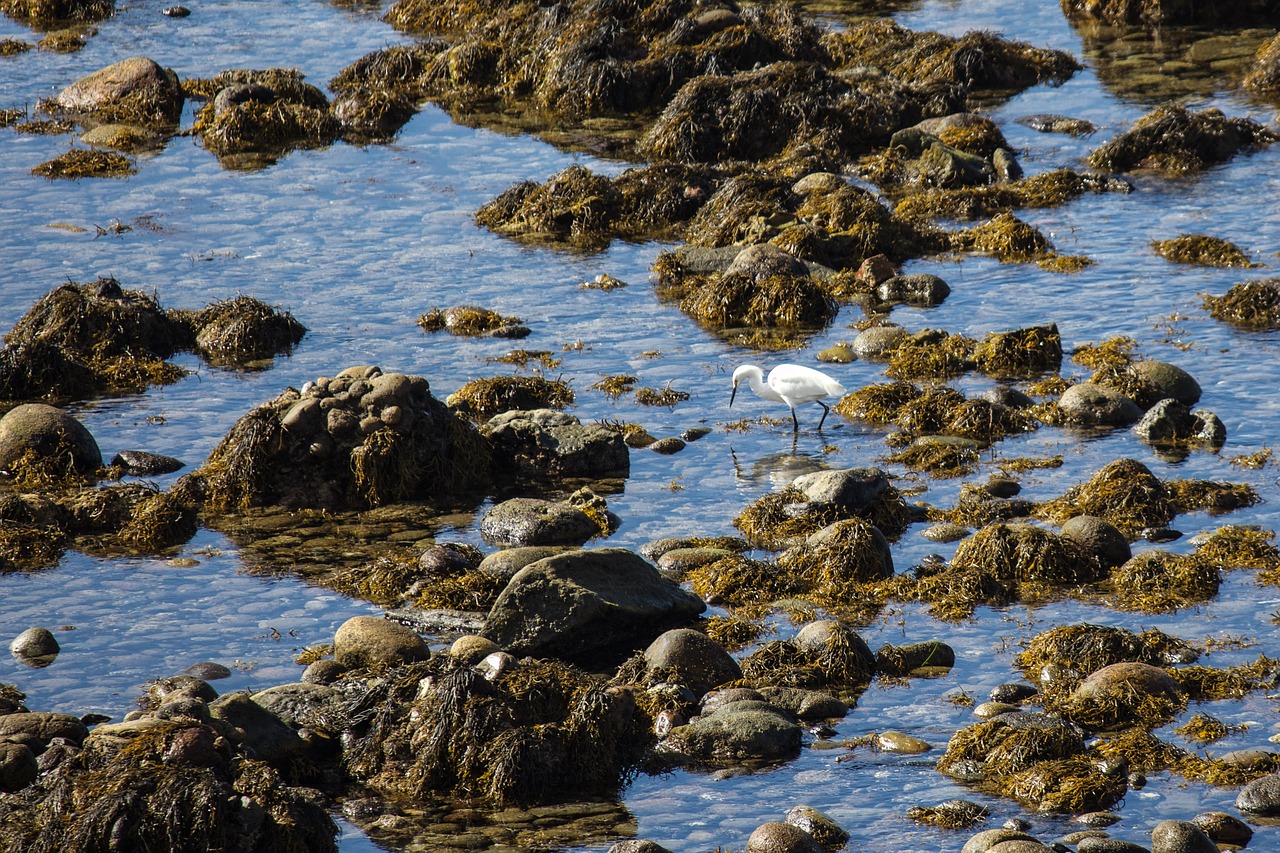 san diego shoreline egret free photo