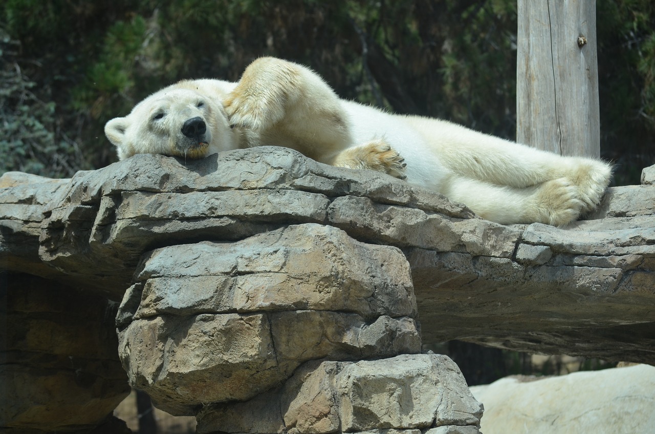 san diego  zoo  polar bear free photo