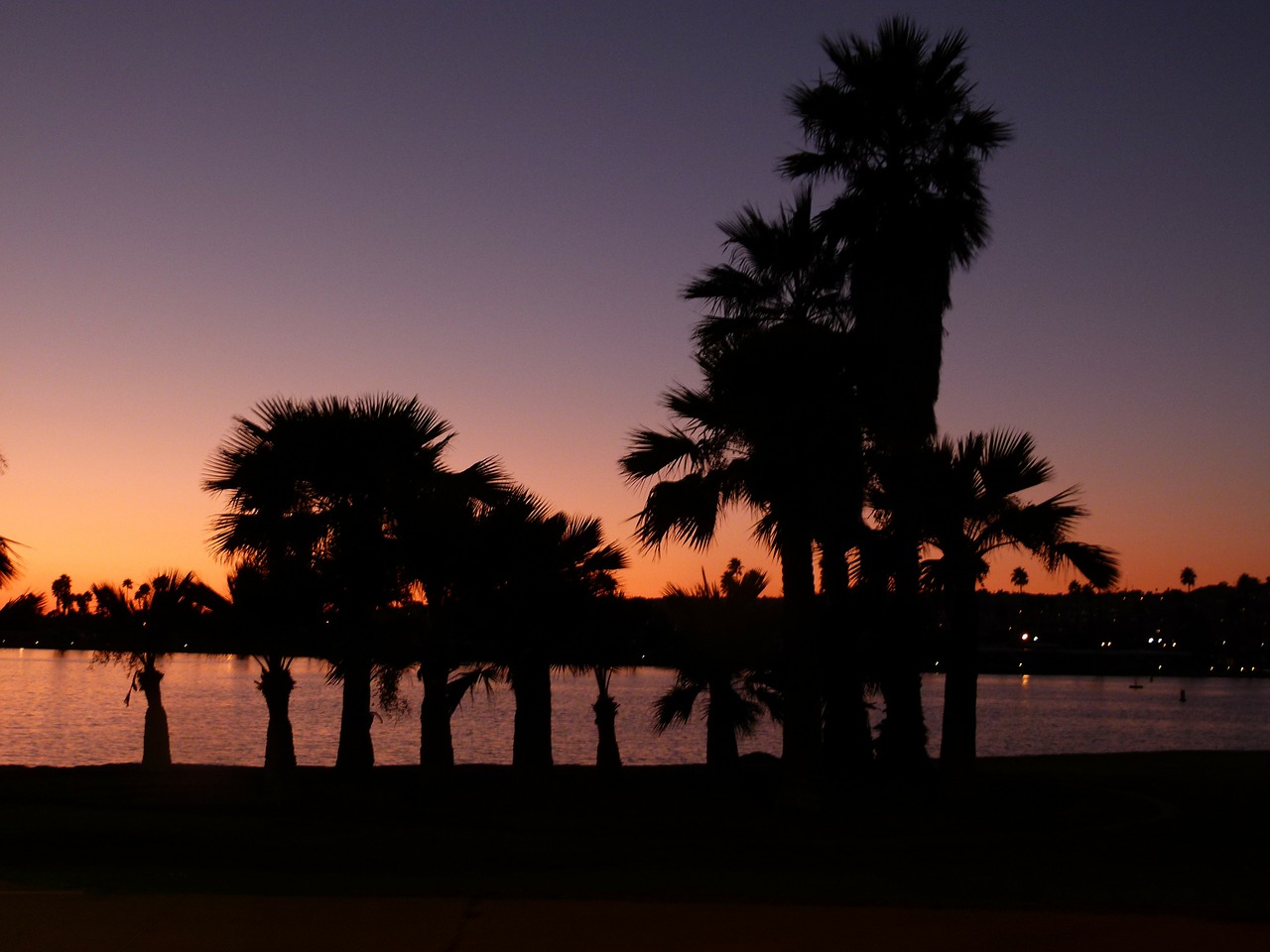 san diego sunset palms free photo