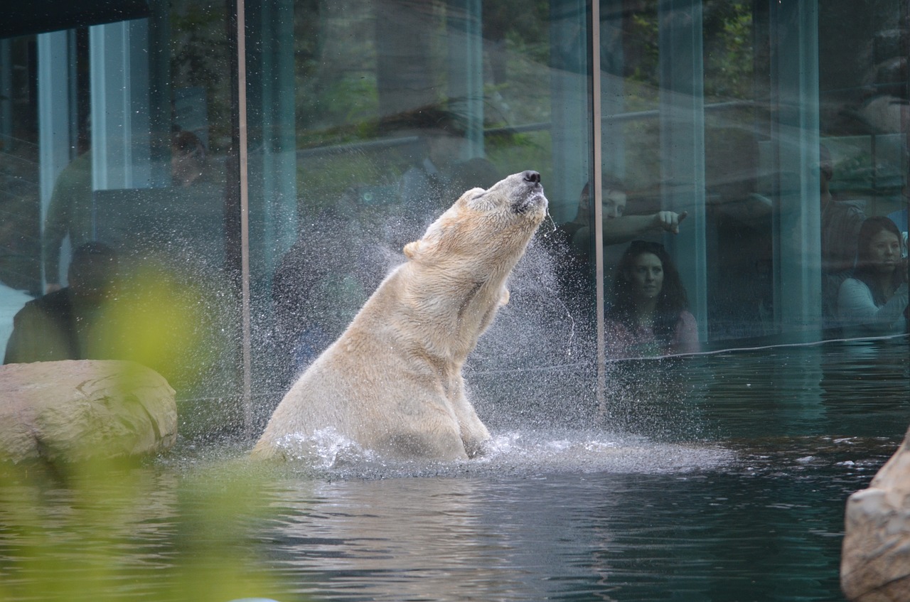san diego zoo  polar bear  animal free photo