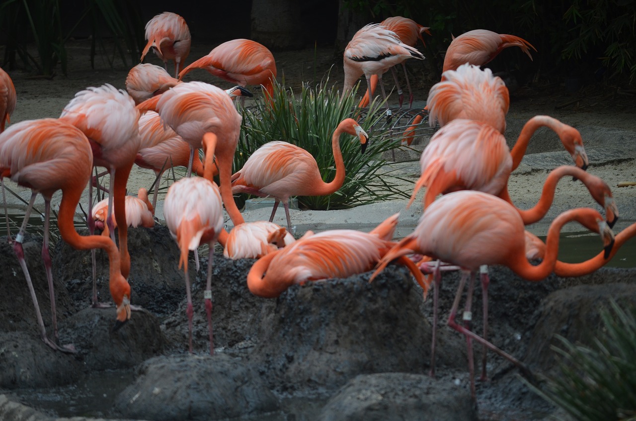 san diego zoo  flamingos  flamingoes free photo