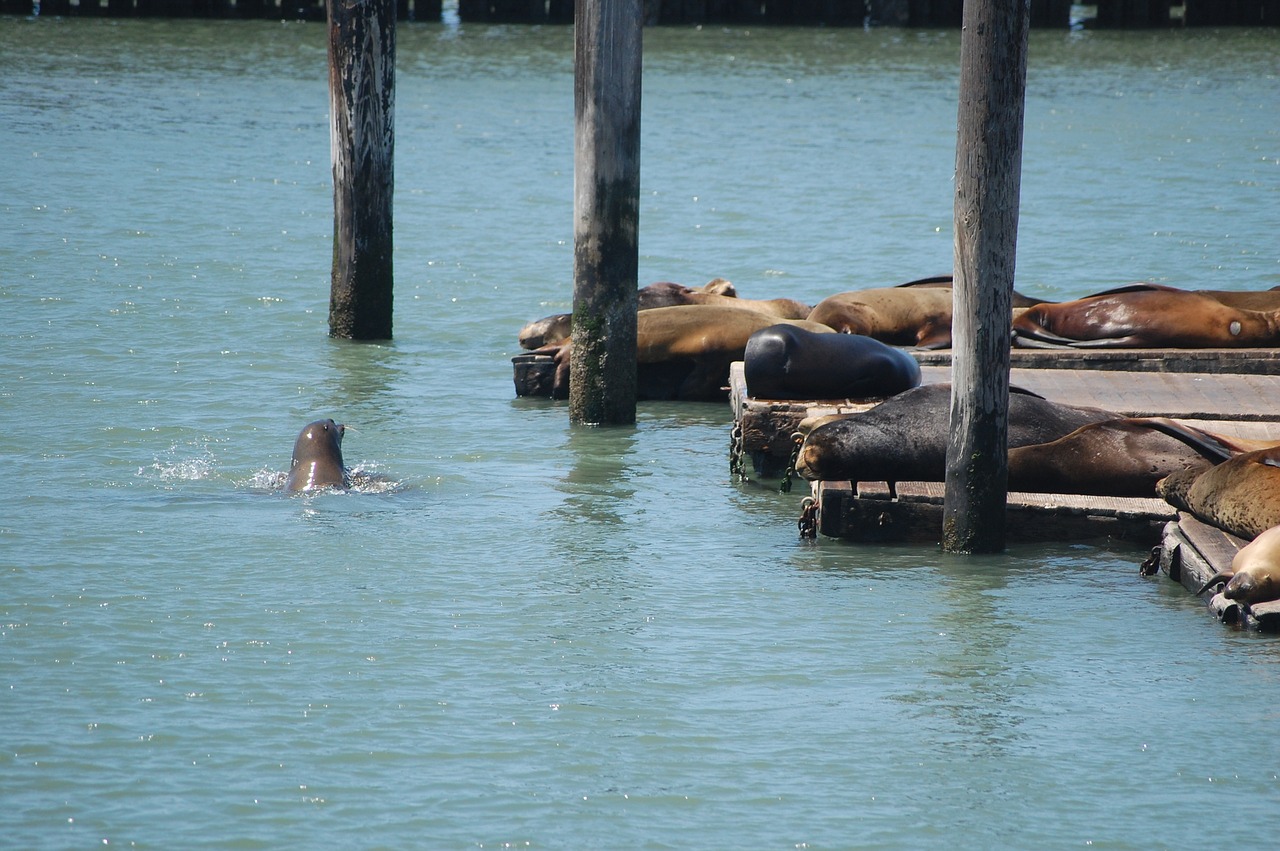 san francisco  pier  america free photo