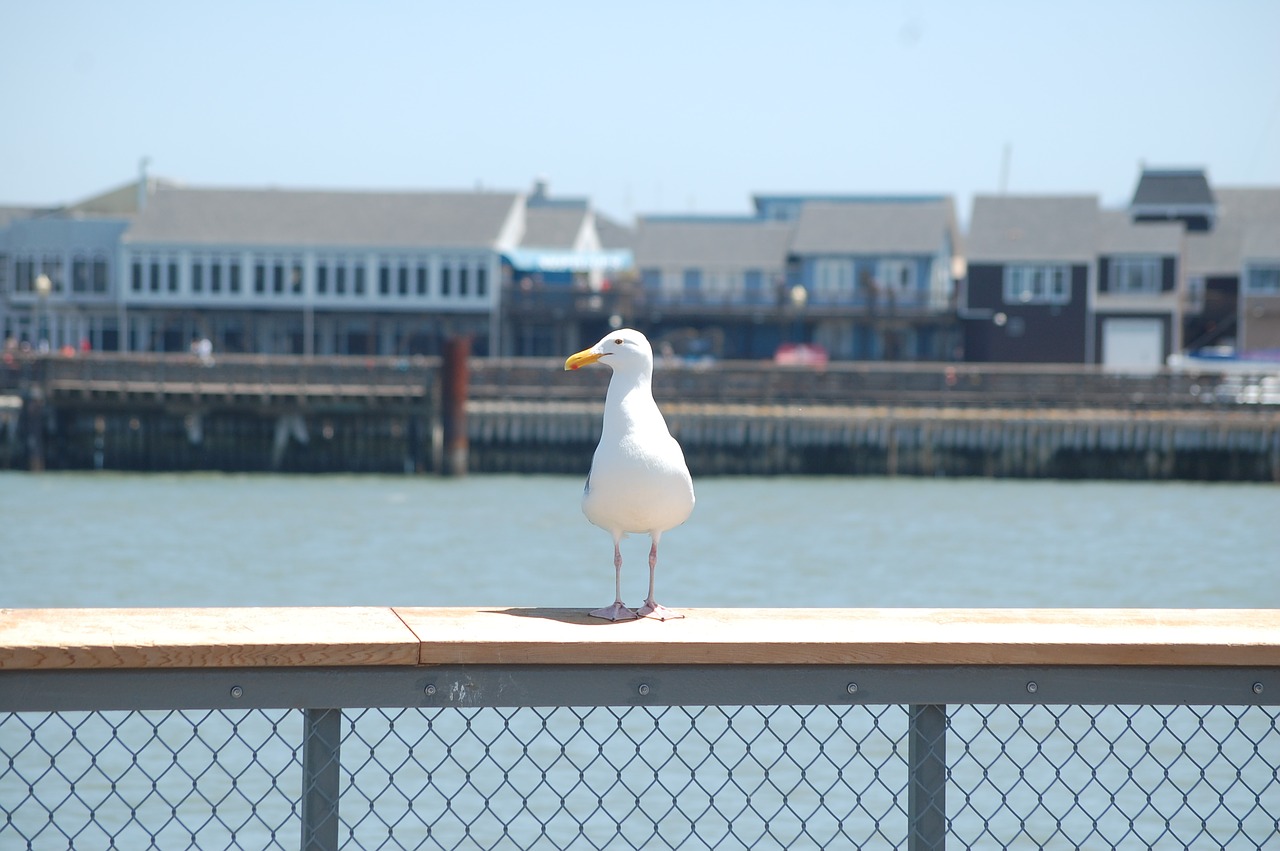 san francisco  pier  america free photo