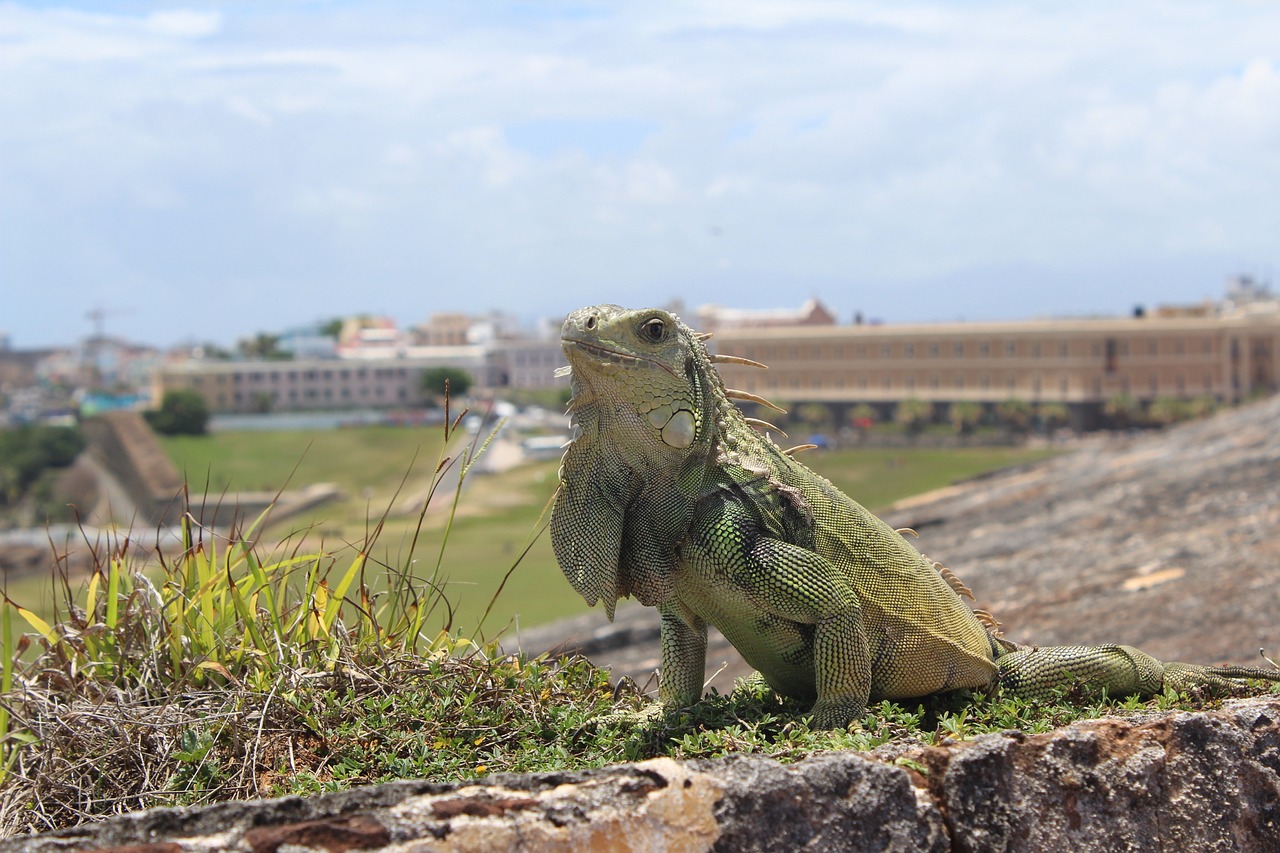 san juan puerto rico iguana free photo