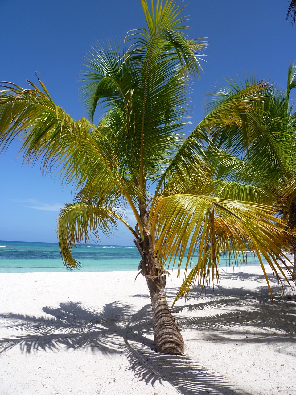 sand caribbean coconut free photo
