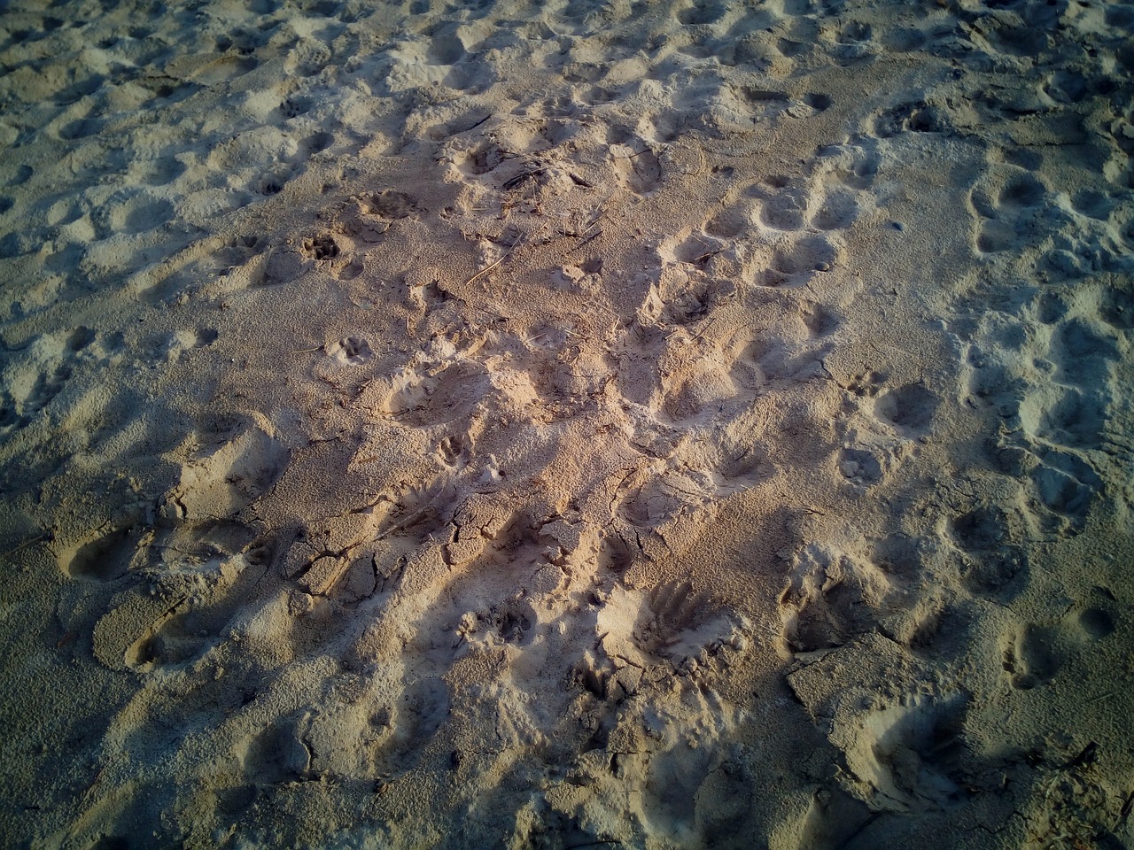 sand beach treads free photo