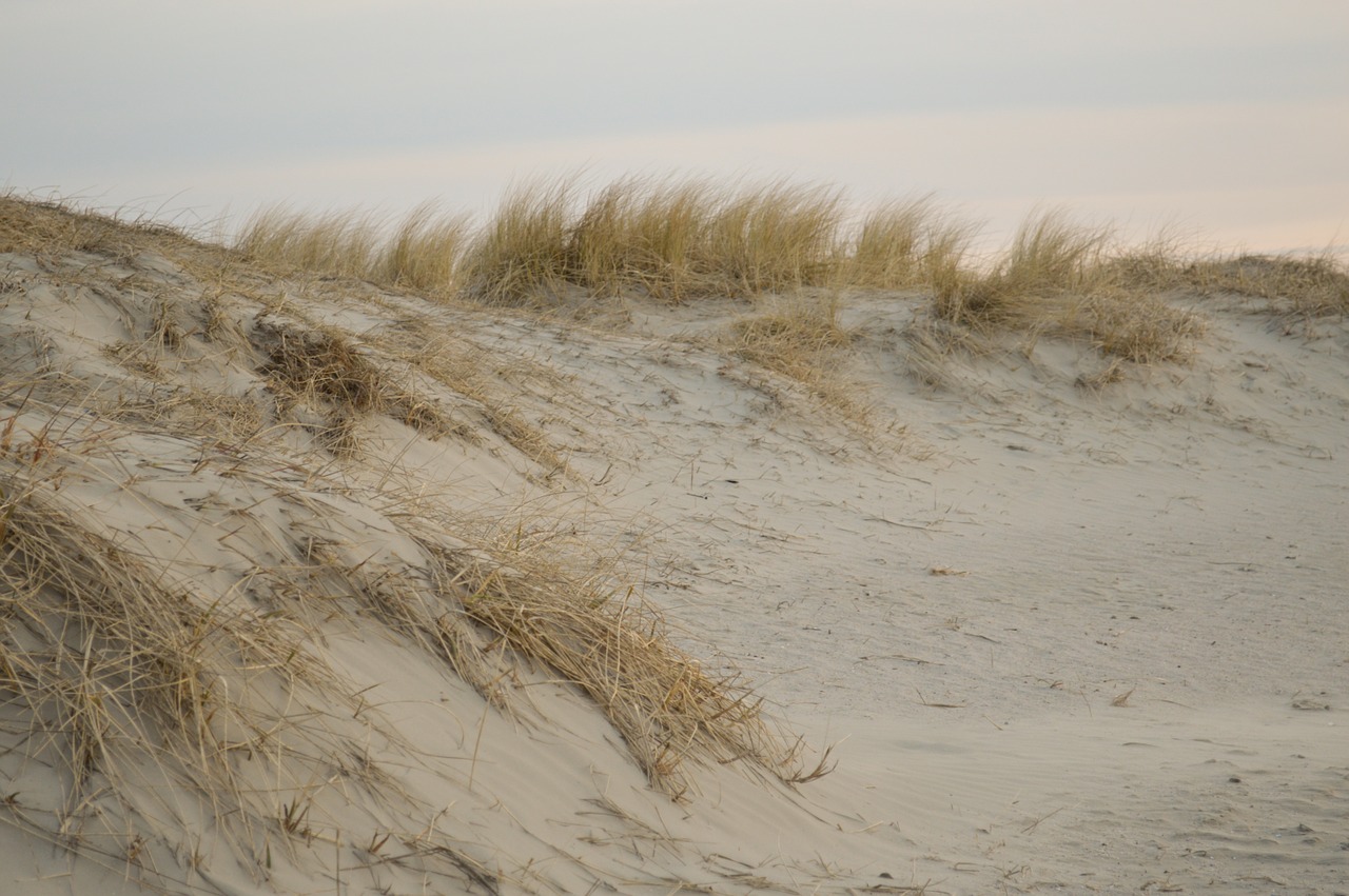 sand beach dunes free photo