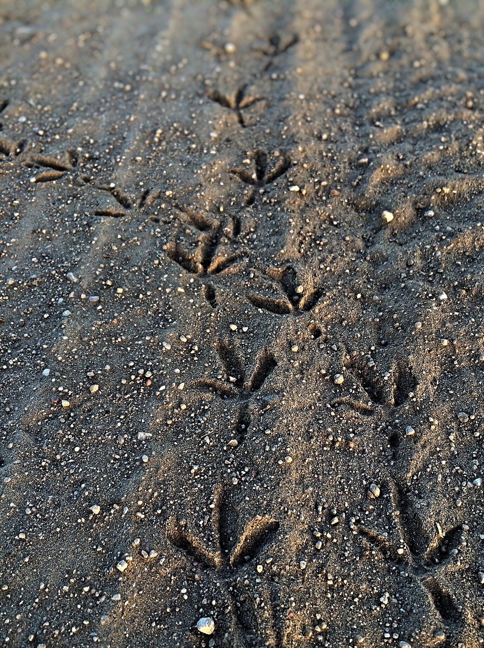 sand footprint bird free photo
