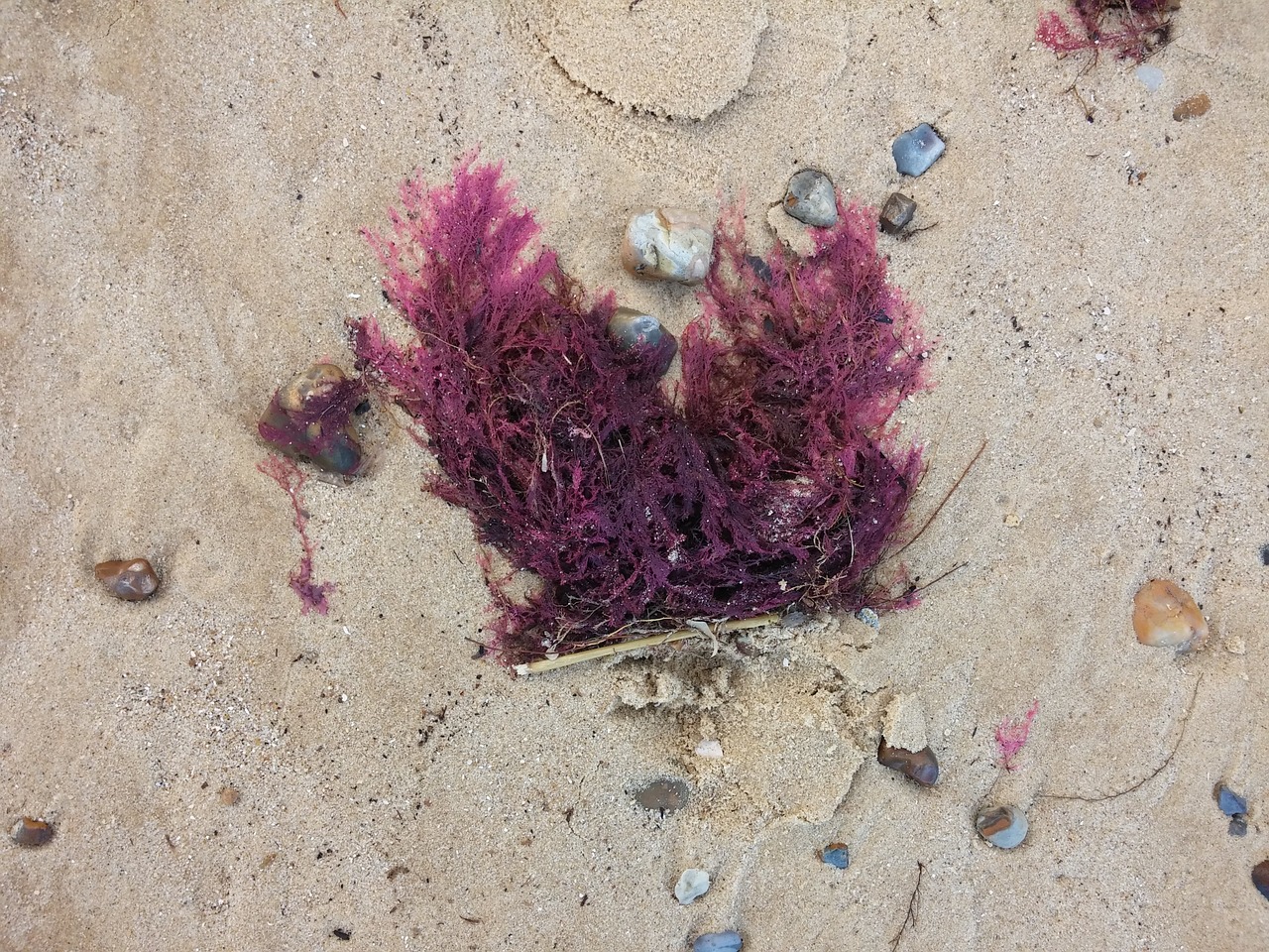 sand seaweed beach free photo