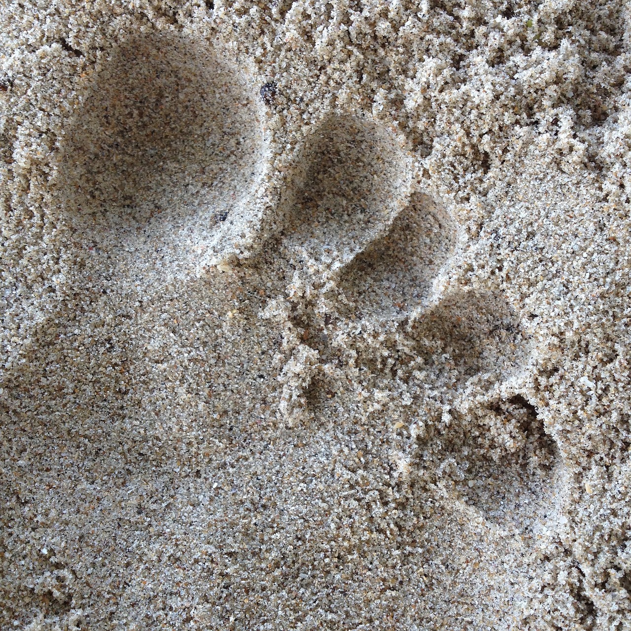 sand footprint in the sand beach free photo