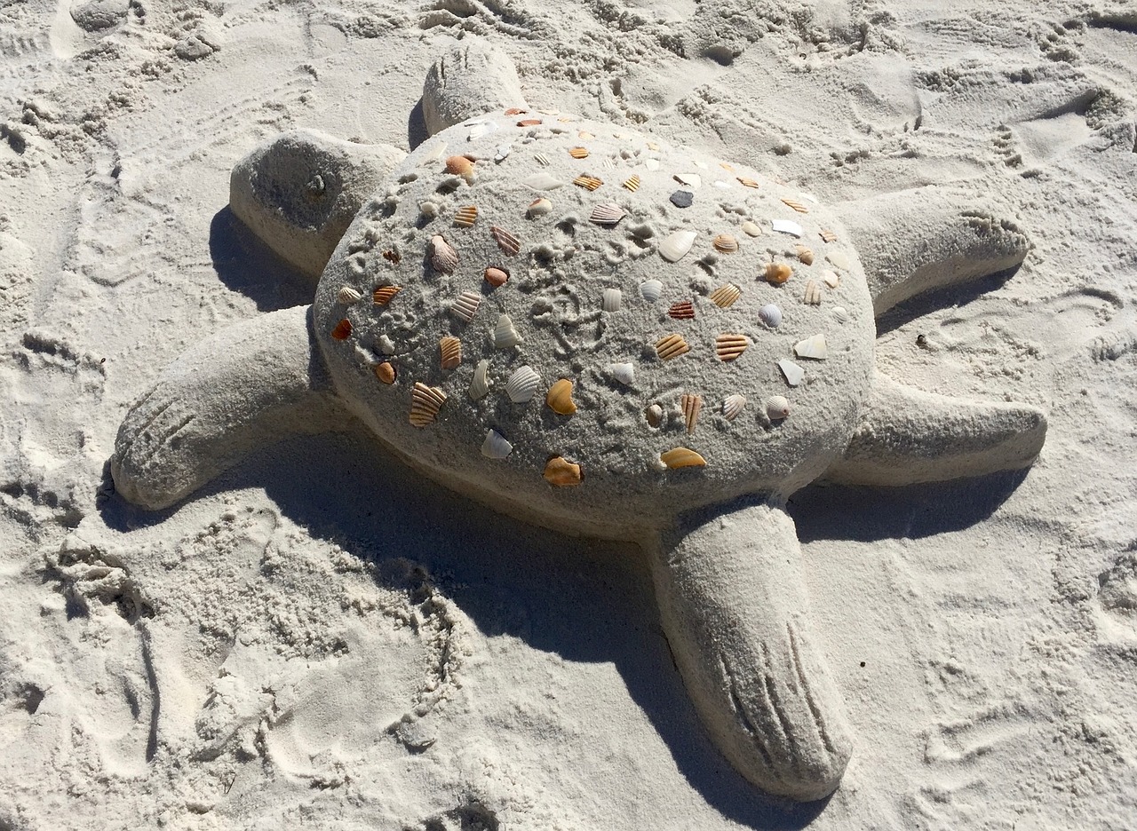 sand beach turtle free photo