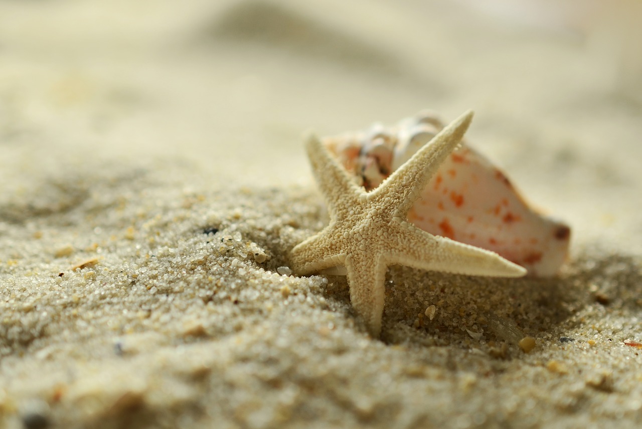 sand starfish shell free photo